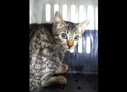 宜蘭縣流浪動物中途之家,編號:469996, 混種貓                 