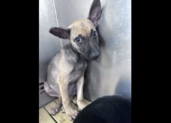 苗栗縣動物保護教育園區,編號:469997, 混種犬          