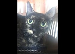 宜蘭縣流浪動物中途之家,編號:469998, 混種貓                 