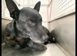 臺北市動物之家,編號:470001, 混種犬          