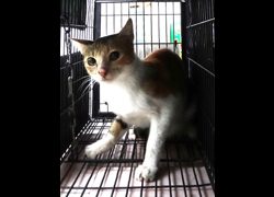 宜蘭縣流浪動物中途之家,編號:470002, 混種貓                 
