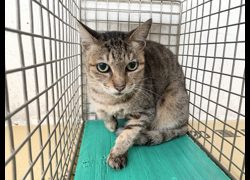 臺北市動物之家,編號:470005, 混種貓                 