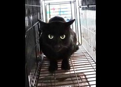 宜蘭縣流浪動物中途之家,編號:470003, 混種貓                 