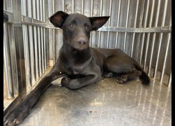 彰化縣流浪狗中途之家臨時收容所,編號:470008, 混種犬          