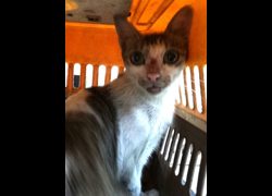 宜蘭縣流浪動物中途之家,編號:470010, 混種貓                 