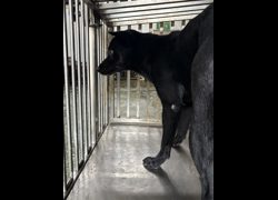 臺南市動物之家善化站,編號:470014, 混種犬          