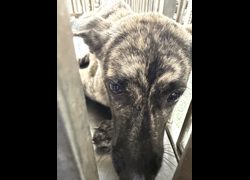 臺南市動物之家善化站,編號:470018, 混種犬          