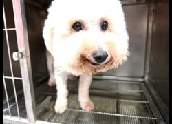 高雄市壽山動物保護教育園區,編號:470027, 比熊犬