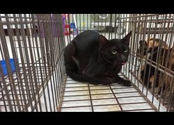 金門縣動物收容中心,編號:469989, 混種貓                 