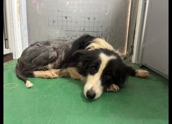 彰化縣流浪狗中途之家臨時收容所,編號:470029, 邊境牧羊犬