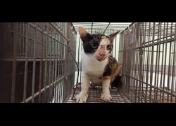 金門縣動物收容中心,編號:469990, 混種貓                 