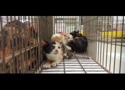 金門縣動物收容中心,編號:469992, 混種貓                 
