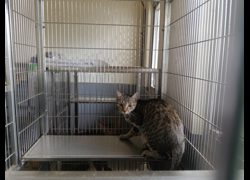 新竹市動物保護教育園區,編號:470032, 混種貓                 