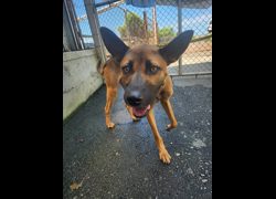 新北市淡水區公立動物之家,編號:470034, 混種犬          