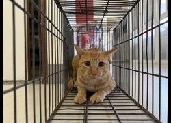 金門縣動物收容中心,編號:470037, 混種貓                 