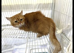 高雄市壽山動物保護教育園區,編號:470041, 曼赤肯貓