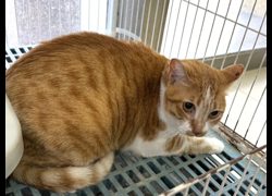 高雄市壽山動物保護教育園區,編號:470042, 混種貓                 