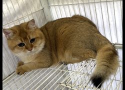 高雄市壽山動物保護教育園區,編號:470044, 英國短毛貓               