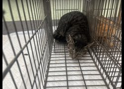 金門縣動物收容中心,編號:470038, 混種貓                 