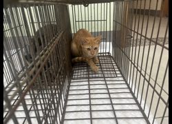 金門縣動物收容中心,編號:470039, 混種貓                 