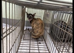 金門縣動物收容中心,編號:470040, 混種貓                 