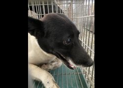 臺南市動物之家善化站,編號:470050, 混種犬          