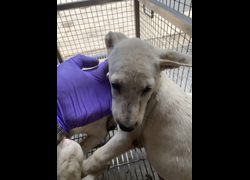 臺南市動物之家善化站,編號:470057, 混種犬          