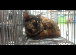 金門縣動物收容中心,編號:470051, 混種貓                 