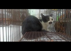 金門縣動物收容中心,編號:470052, 混種貓                 
