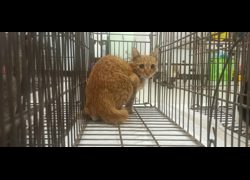 金門縣動物收容中心,編號:470053, 混種貓                 