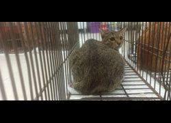 金門縣動物收容中心,編號:470054, 混種貓                 