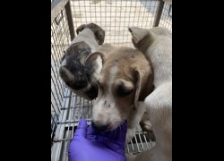 臺南市動物之家善化站,編號:470058, 混種犬          