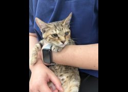 金門縣動物收容中心,編號:470055, 混種貓                 