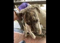 臺南市動物之家善化站,編號:470059, 混種犬          