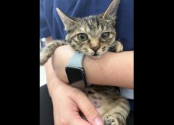 金門縣動物收容中心,編號:470056, 混種貓                 