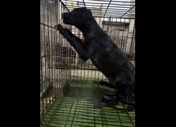 臺南市動物之家善化站,編號:470060, 混種犬          