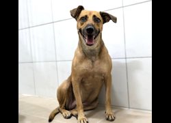 新竹縣動物保護教育園區,編號:470061, 混種犬          