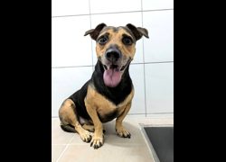 新竹縣動物保護教育園區,編號:470062, 混種犬          