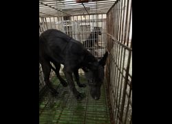 臺南市動物之家善化站,編號:470066, 混種犬          