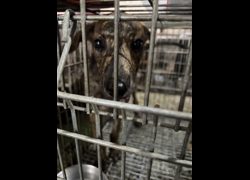 臺南市動物之家善化站,編號:470067, 混種犬          