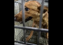 臺南市動物之家善化站,編號:470068, 混種犬          