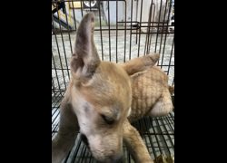 臺南市動物之家善化站,編號:470069, 混種犬          