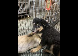 臺南市動物之家善化站,編號:470070, 混種犬          