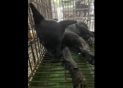 臺南市動物之家善化站,編號:470071, 混種犬          