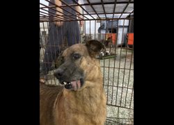 臺南市動物之家善化站,編號:470073, 混種犬          