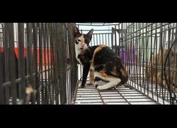 金門縣動物收容中心,編號:470076, 混種貓                 
