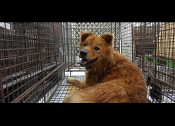 金門縣動物收容中心,編號:470074, 混種犬          