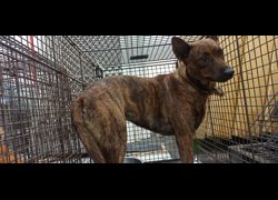 金門縣動物收容中心,編號:470075, 混種犬          