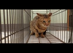 金門縣動物收容中心,編號:470077, 混種貓                 