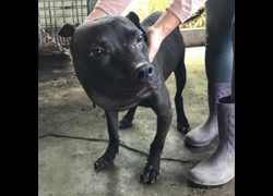 雲林縣流浪動物收容所,編號:455315, 比特犬